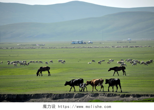 大草原的风景内蒙古呼伦贝尔市"中国第一曲水"mergel 河，金帐汗国蒙古部落草原羊、 马、 牛